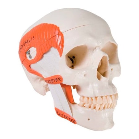 Fabrication Enterprises 3B Anatomical Model - Functional Skull, 2-Part with Masticator Muscles 967499
